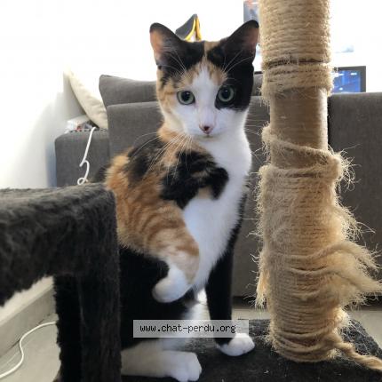 Photo de chat perdu à Nantes