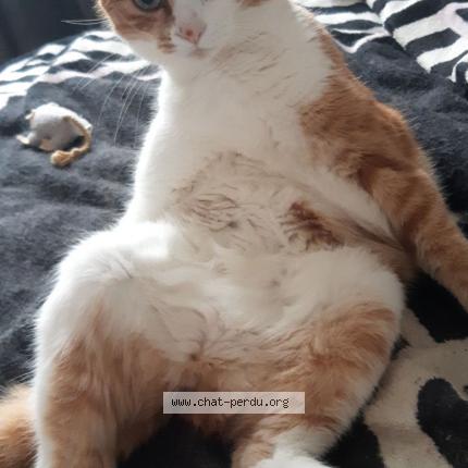 Photo de chat perdu à La Villedieu Du Clain 86340