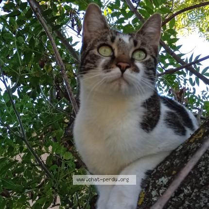 Photo 1/2 Tiana Chat perdu à Le tholonet