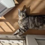 Photo de chat perdu à Rennes