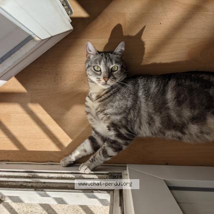 Photo 1/1 Chat retrouvé Perdu à Rennes