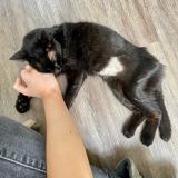 Chat trouvé 14