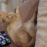 Photo de chat perdu à Aumagne