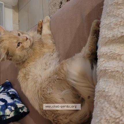 Photo de chat perdu à Aumagne