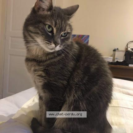 Photo de chat perdu à Saint Louis