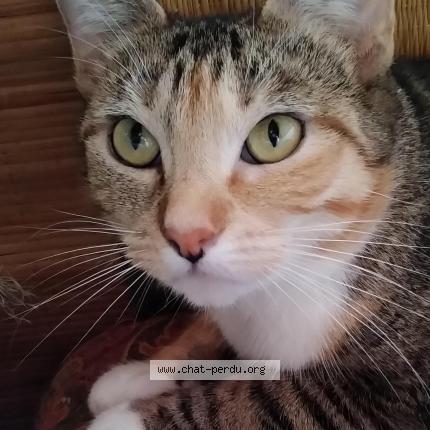 Photo 1/1 Chat retrouvé Perdu à St hilaire