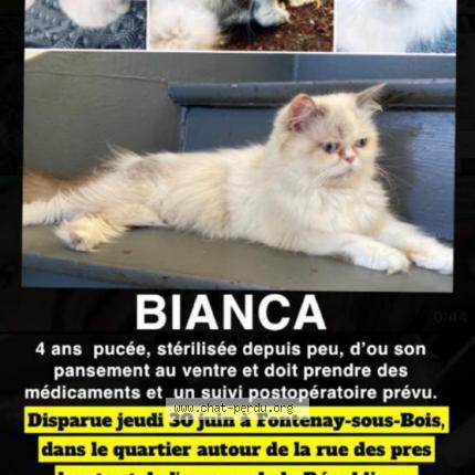 Bianca Chat Perdu A Fontenay Sous Bois Chat Perdu France Bianca Chat Perdu A Fontenay Sous Bois Chat Perdu France