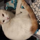 Photo de chat perdu à Mions