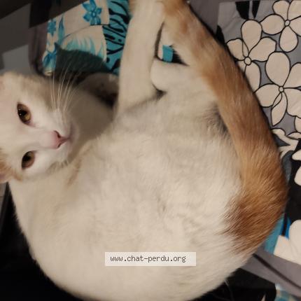 Photo de chat perdu à Mions