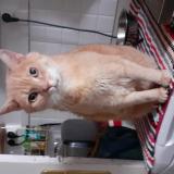 Photo de chat perdu à Le Havre