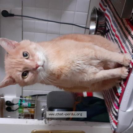 Photo 1/1 Chat retrouvé Perdu à Le havre