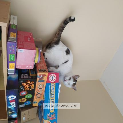 Photo de chat perdu à Chinon 37500