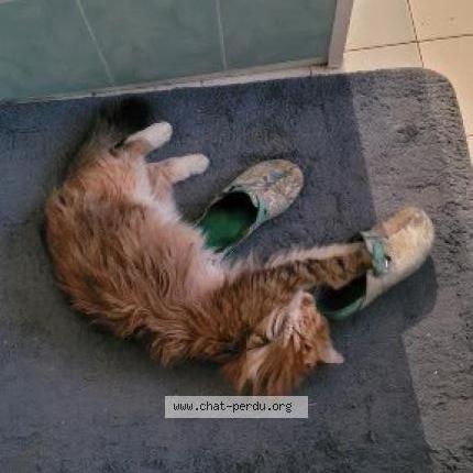 Photo 1/2 Orphée Chat perdu à Jouarre