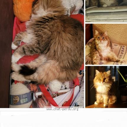 Photo 2/2 Orphée Chat perdu à Jouarre