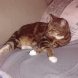 Chat Perdu Ou Trouve Amneville Moselle 57 France
