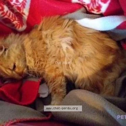 Photo de chat trouvé à Chateau Renard