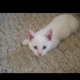 Photo de chat perdu à Vouzan