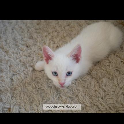 Photo 1/1 Chat retrouvé Perdu à Vouzan