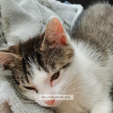Tsunai Chat Perdu A Cenon Chat Perdu France Tsunai Chat Perdu A Cenon Chat Perdu France