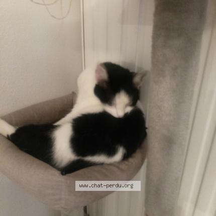 Photo de chat perdu à Douai