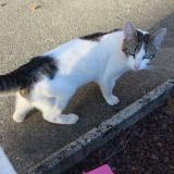 Trouvé 14 chat Le Chat