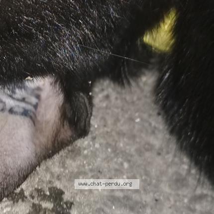 6977 Chat Trouve A Toulouse Chat Perdu France 6977 Chat Trouve A Toulouse Chat Perdu France