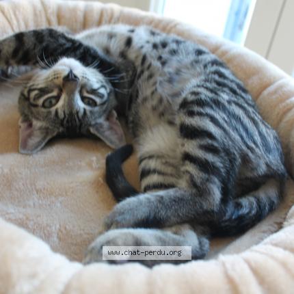 Photo 1/4 RICKI Chat perdu à Lantriac