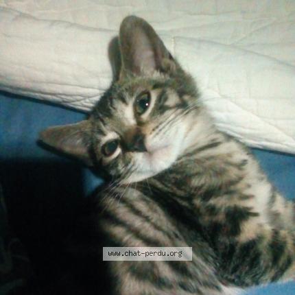 Photo 2/4 RICKI Chat perdu à Lantriac