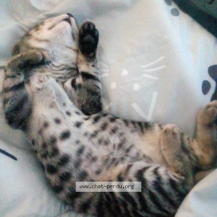 Photo 3/4 RICKI Chat perdu à Lantriac