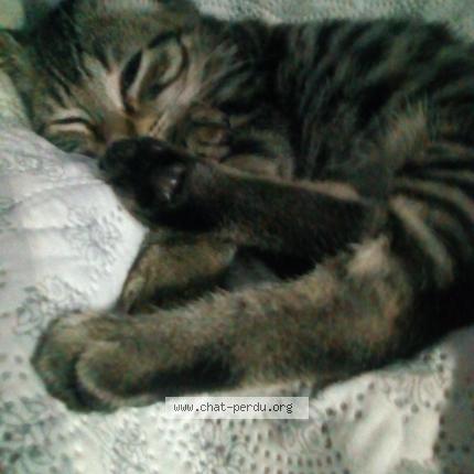 Photo 4/4 RICKI Chat perdu à Lantriac