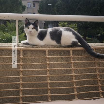 Photo 1/3 Ori Chat perdu à Marseille