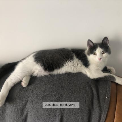 Photo 2/3 Ori Chat perdu à Marseille