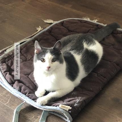 Photo 3/3 Ori Chat perdu à Marseille