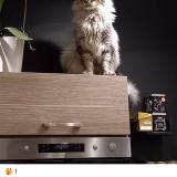 Photo de chat perdu à Saint Bonnet La Riviere