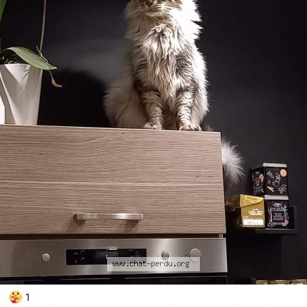 Photo 1/1 Chat retrouvé Perdu à Saint bonnet la riviere