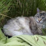 Photo de chat perdu à Treguier