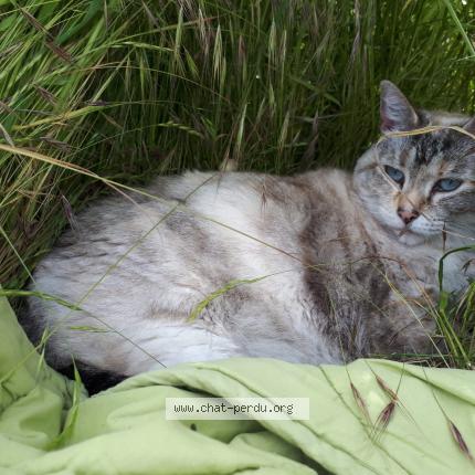Photo de chat perdu à Treguier