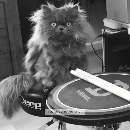 Photo 1/1 Chat retrouvé Perdu à Betton