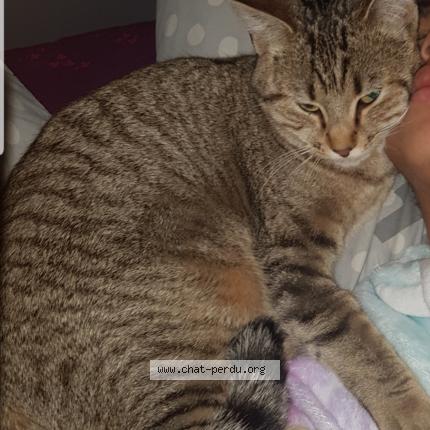 Photo 1/1 KITTY Chat perdu à Villiers en bois