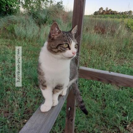 Photo 1/2 Nino Chat perdu à Saint julien de peyrolas