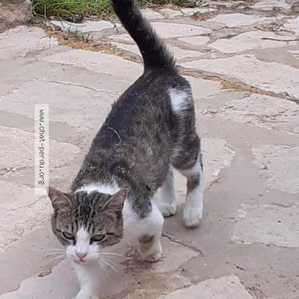 Photo 2/2 Nino Chat perdu à Saint julien de peyrolas