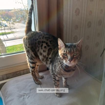 Photo 1/1 minou . Chat perdu à Bonneuil sur marne