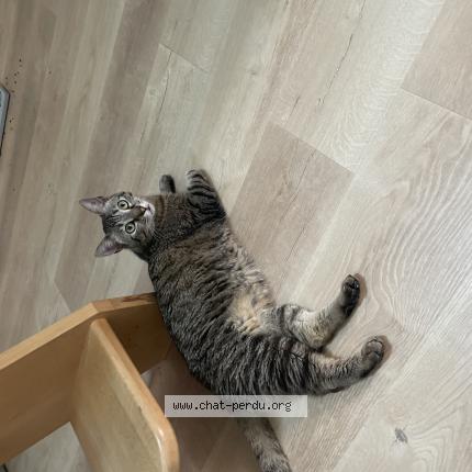 Photo de chat perdu à Tours