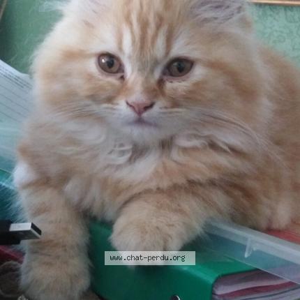Photo de chat perdu à Dommartin Les Toul
