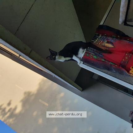 Photo 1/1 Chat retrouvé Perdu à Blois