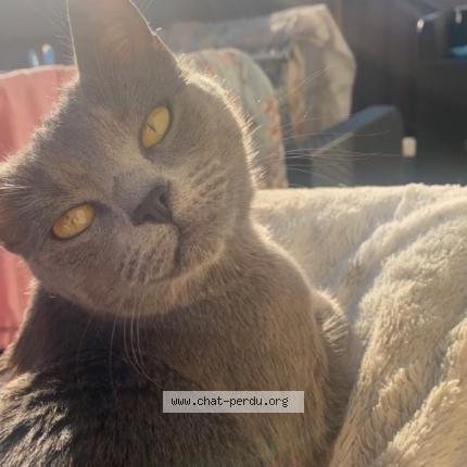 Photo de chat perdu à Le Havre