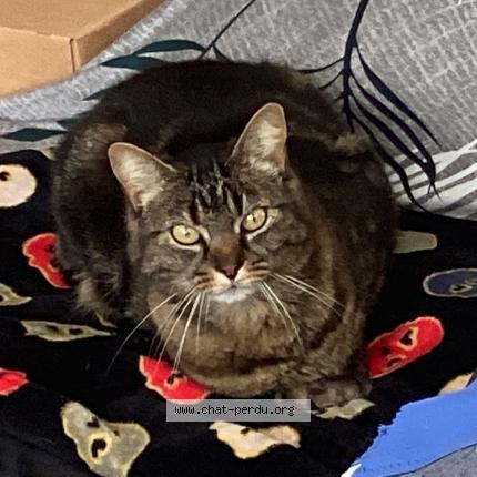 Photo 1/1 Jilly Chat perdu à Bonnemain