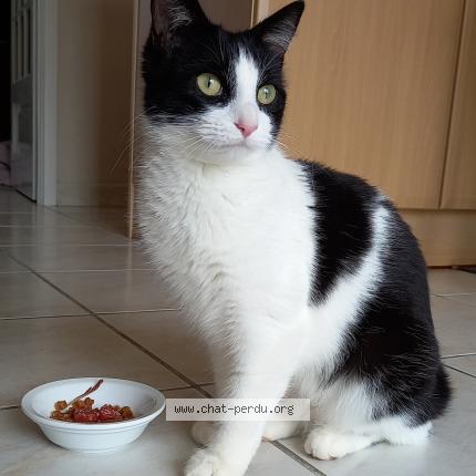 Photo 1/1 Chanel Chat perdu à Rivieres