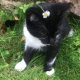 Photo de chat perdu à Ecretteville Les Baons