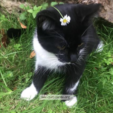 Photo 1/1 Natsu Chat perdu à Ecretteville les baons